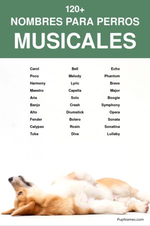 Nombres para Perros Machos Rockeros