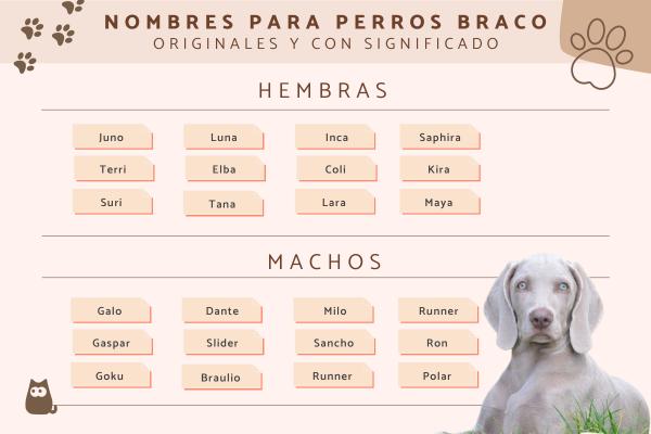Nombres para Perros Pointer
