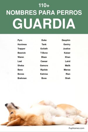 Nombres para Perros Protectores