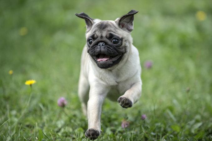 Nombres para Perros Pugs Hombres