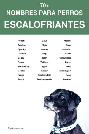 Nombres para Perros que Den Miedo