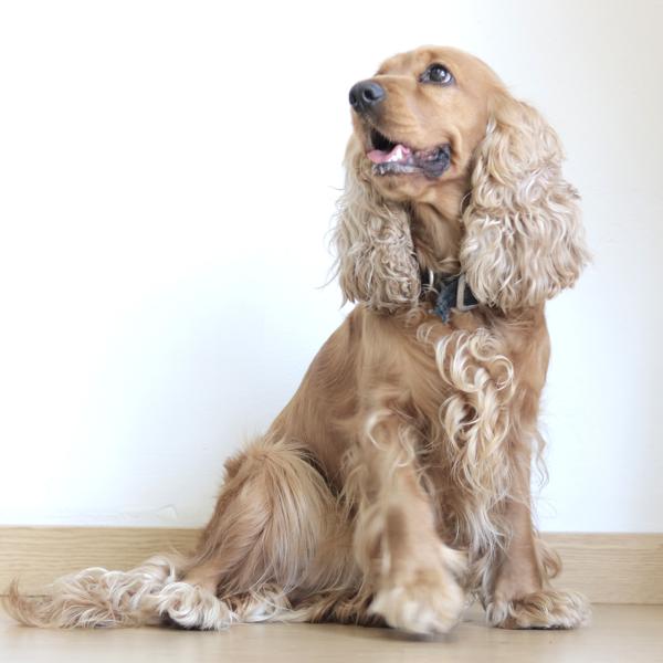 Nombres para Perros Raza Cocker