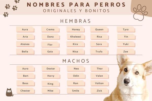 Nombres Raros para Perros y su Significado