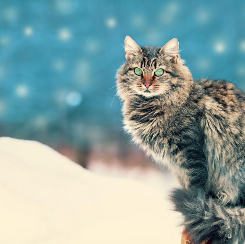 Los mejores Nombres rusos para gatos
