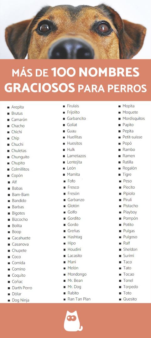 Nombres Tontos para Perros