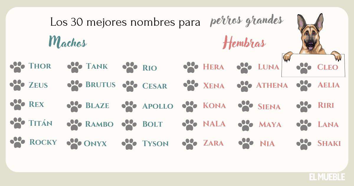 Significado del Nombre Rex para Perro