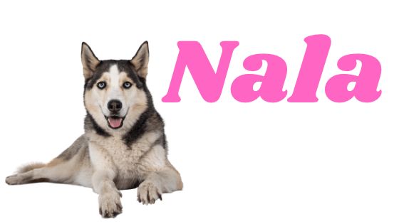Significado del Nombre Nala para Perro